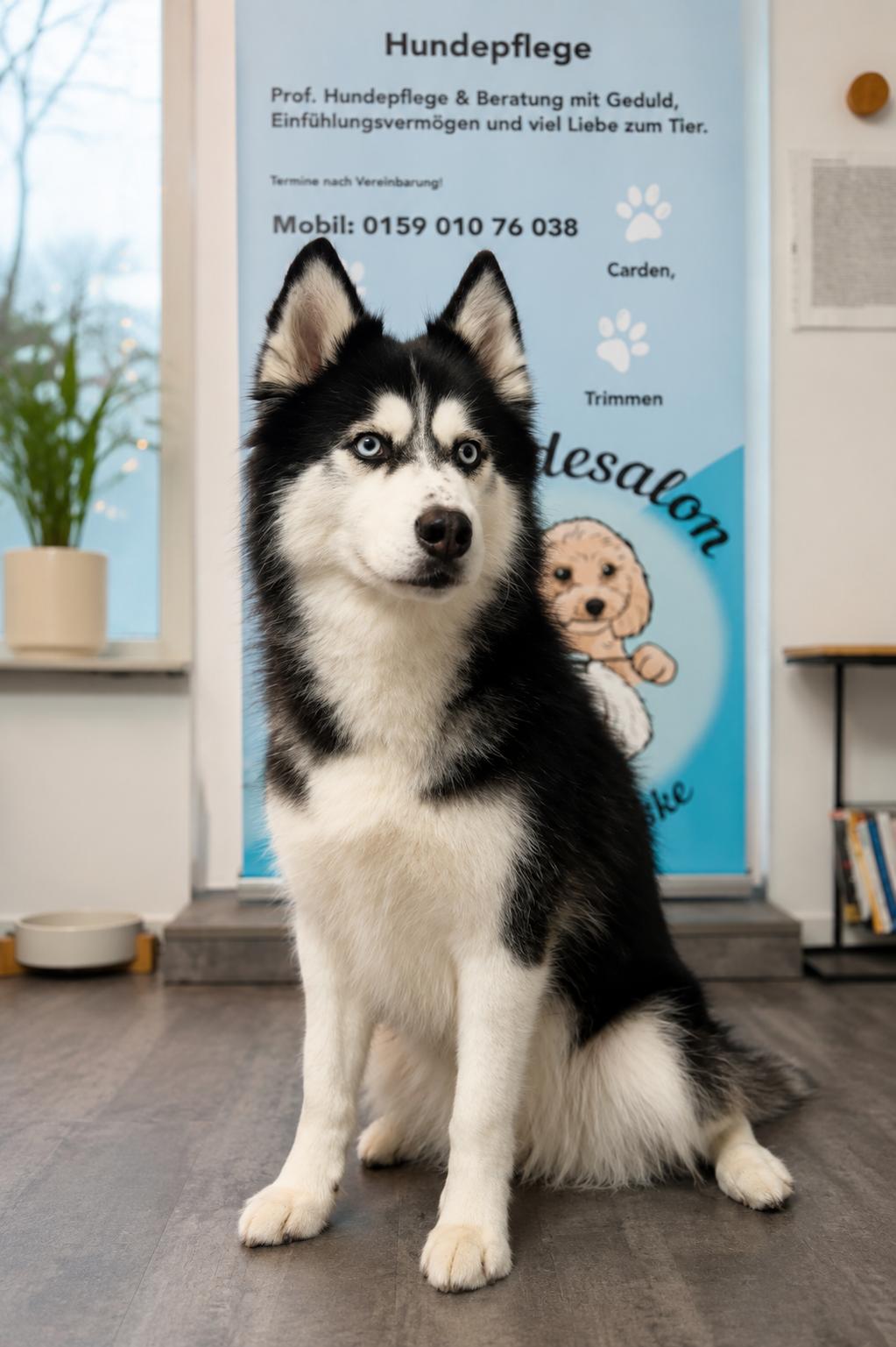 Großer Husky nach der professionellen Fellpflege im Hundesalon in Bremen-Nord