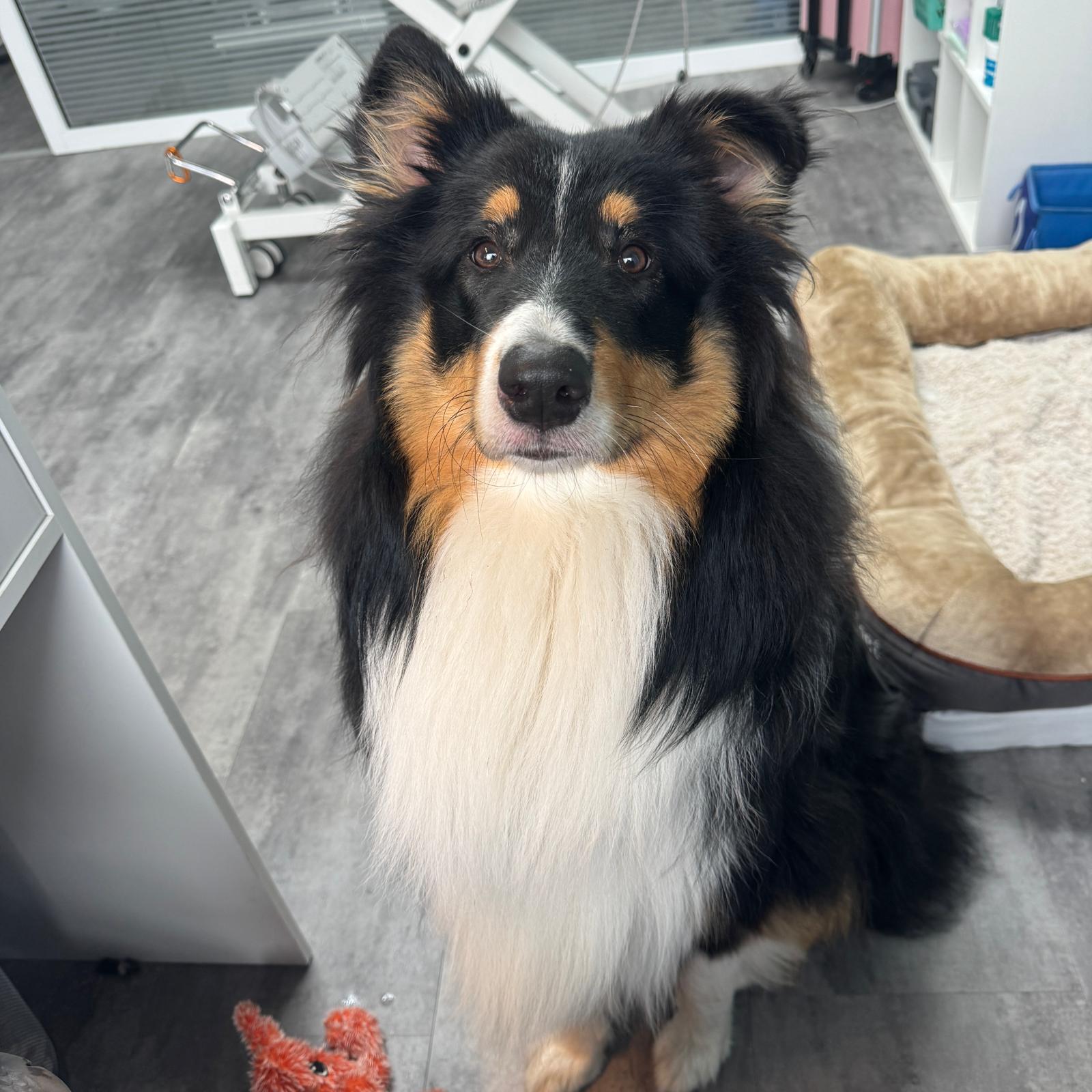 Großer frisch gepflegter Hund im Hundesalon Zaneta Senske